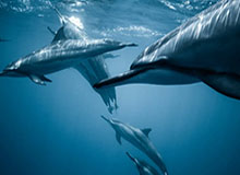 开云体育官网：引领体育新纪元的官方观赛与互动平台